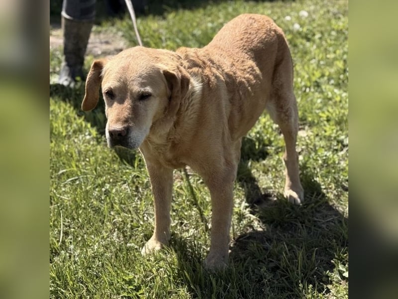 Cica eine unglückliche Seele