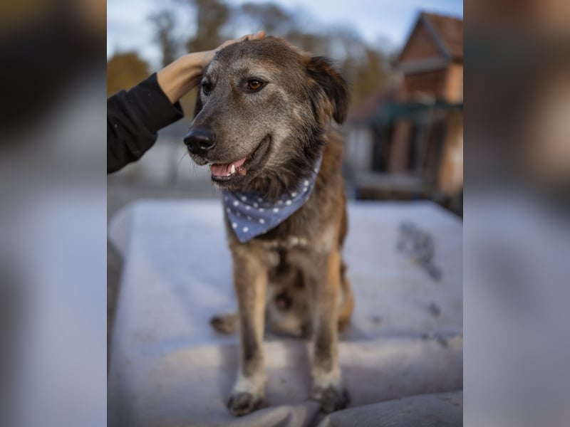 Casper ein toller Rüde