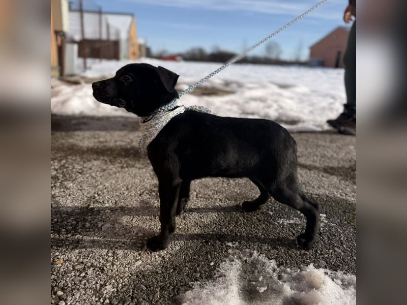 Bart ein absoluter Welpenbub