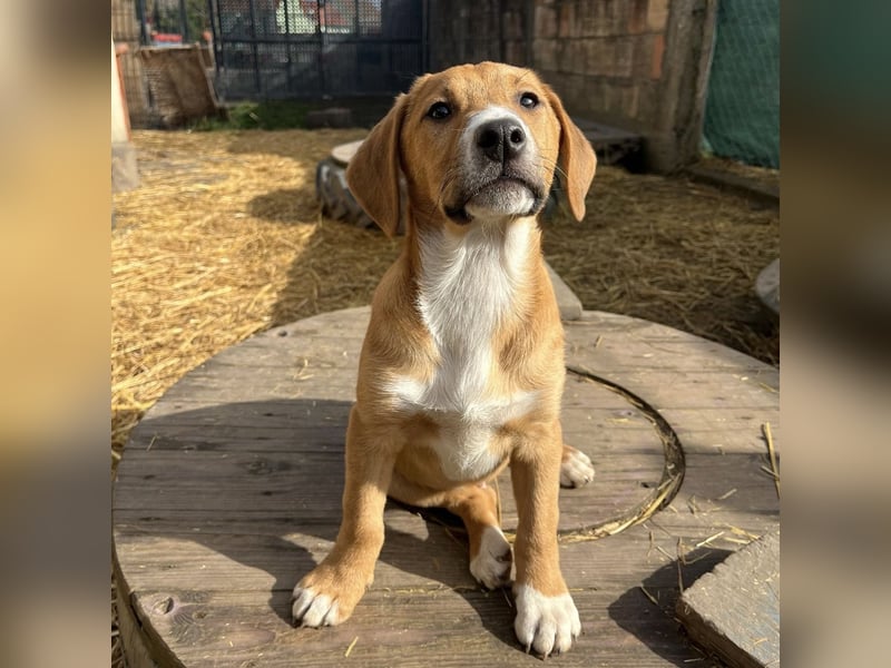 Roli ein sanfter verspielter Hundebub