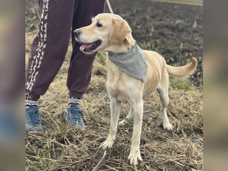 Iggy ein Menschenliebender Rüde