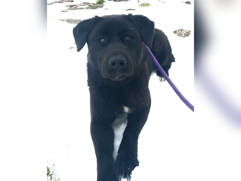 Honda eine wundervolle Hündin