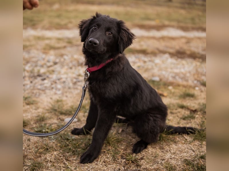 Junak ein sanfter Hundebub