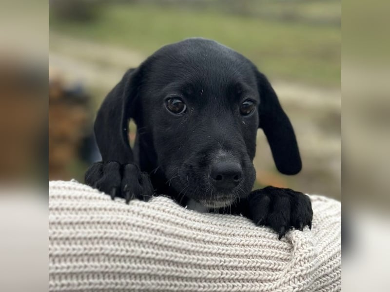 Timon ein kleiner Engel