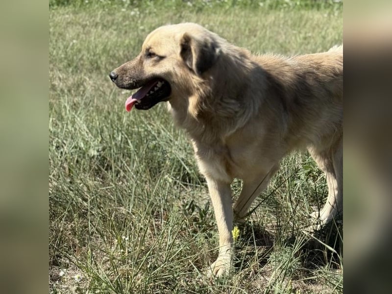 Monty ein toller Rüde