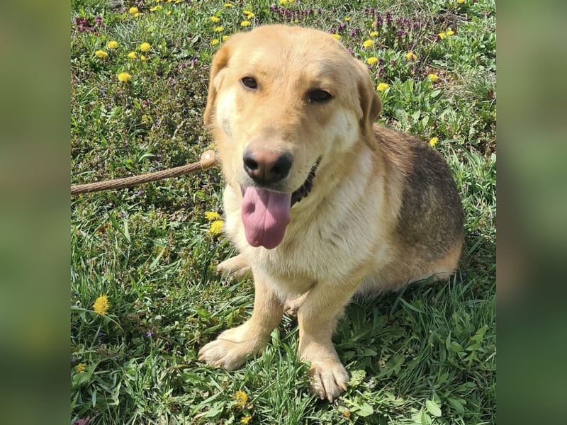 Biscotto- ein absoluter sanfter Traumhund