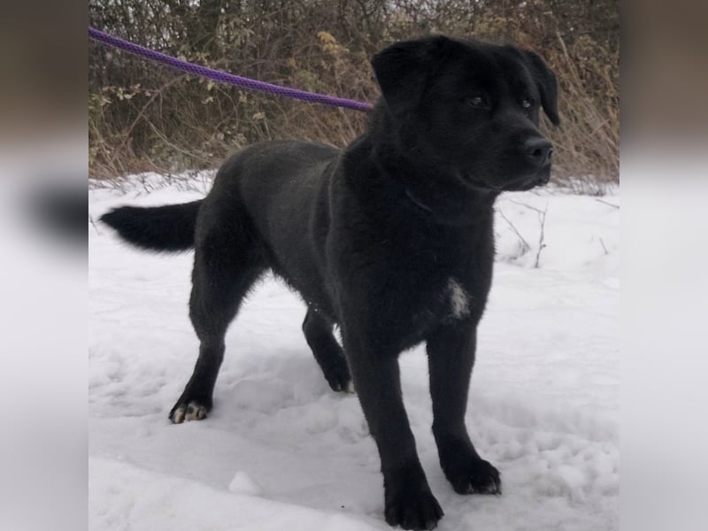 Honda eine wundervolle Hündin