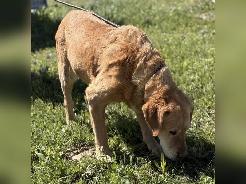 Cica eine unglückliche Seele