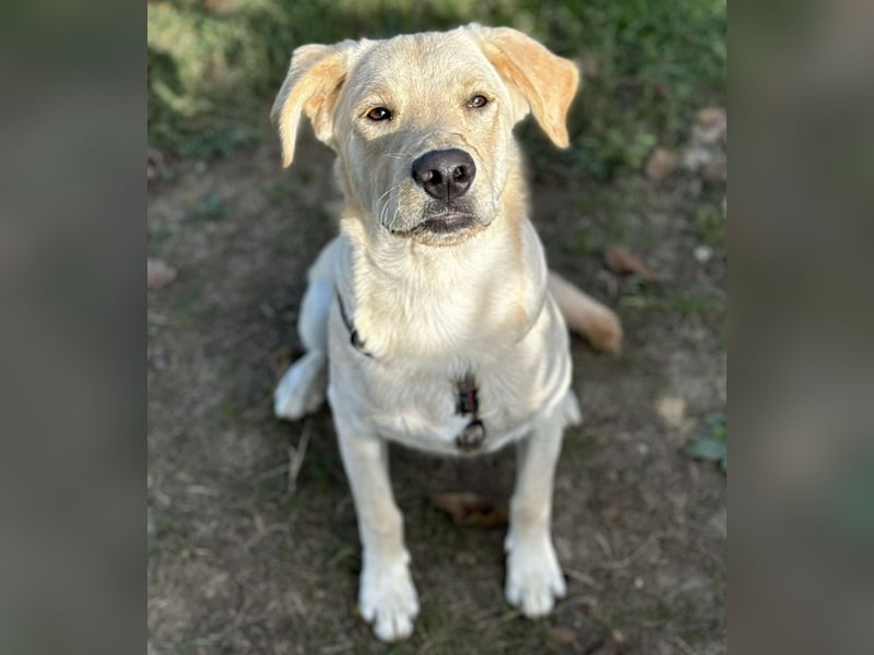 Tommy ein Familienhund