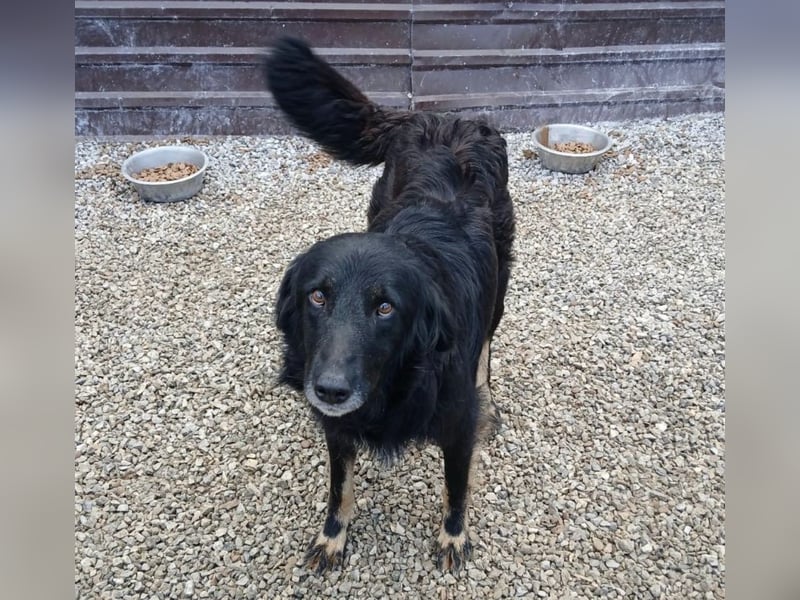 Iris eine wundervolle ruhige Hündin