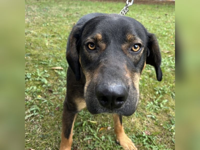 Aska eine Seele vom Hund leidet