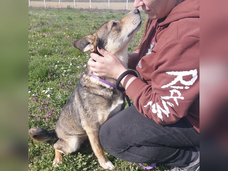 Diwa eine unglaublich liebe Hündin