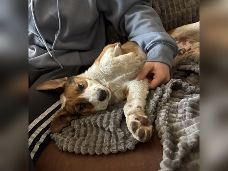 Harti ein lebhafter Hundebub