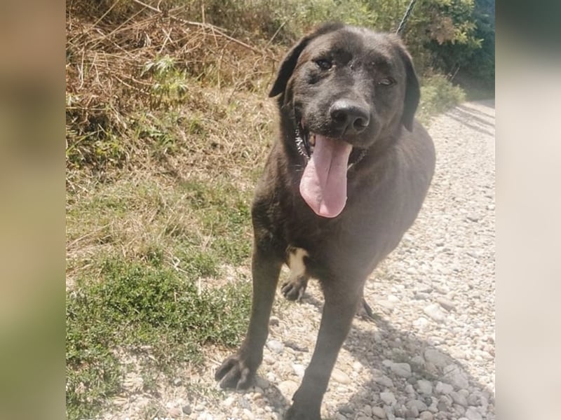 Frenki ein toller Kerl