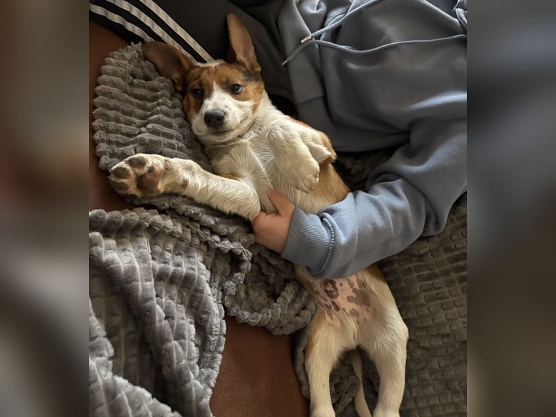 Harti ein lebhafter Hundebub