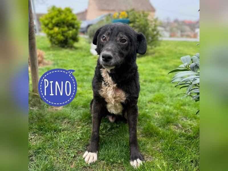 Pino ein Freund fürs Leben