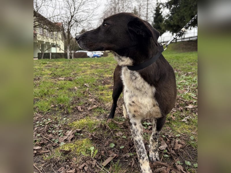 Lenka braucht ein neues Zuhause