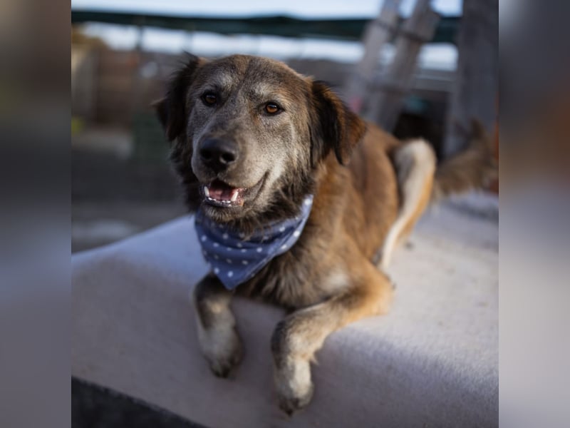 Casper ein toller Rüde