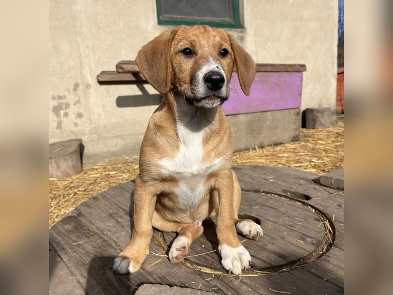 Roli ein sanfter verspielter Hundebub