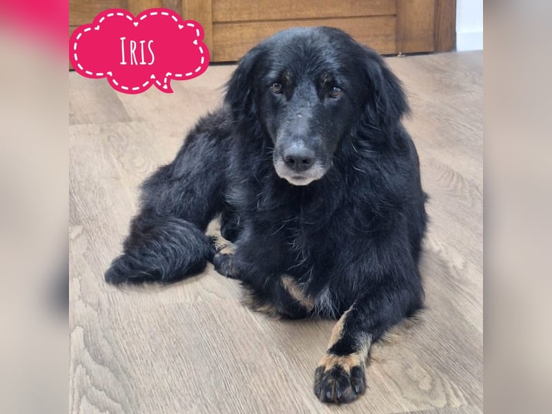 Iris eine wundervolle ruhige Hündin