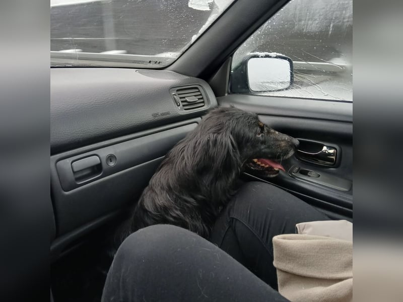 Iris eine wundervolle ruhige Hündin