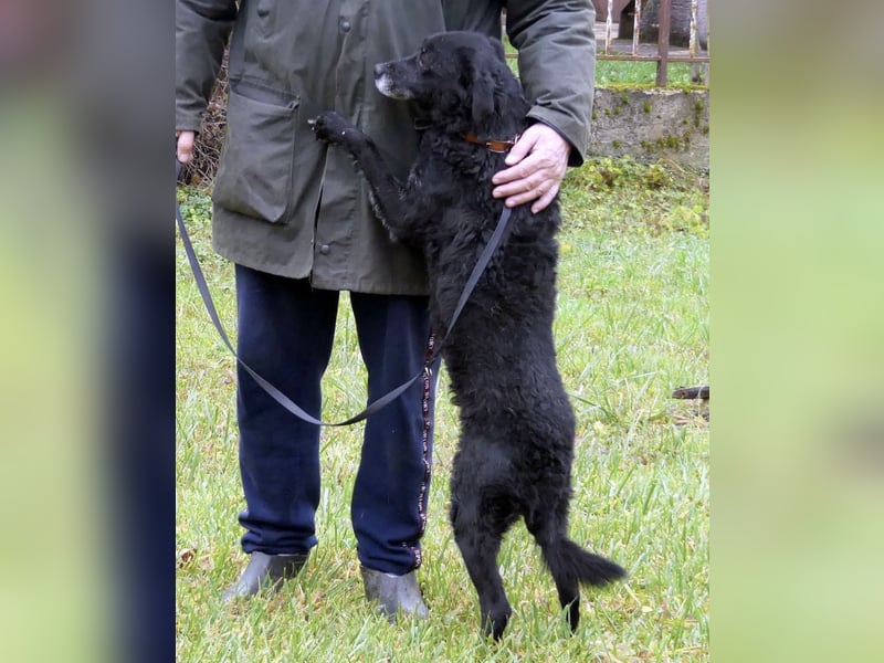 Dante ein Schatz der geliebt werden möchte
