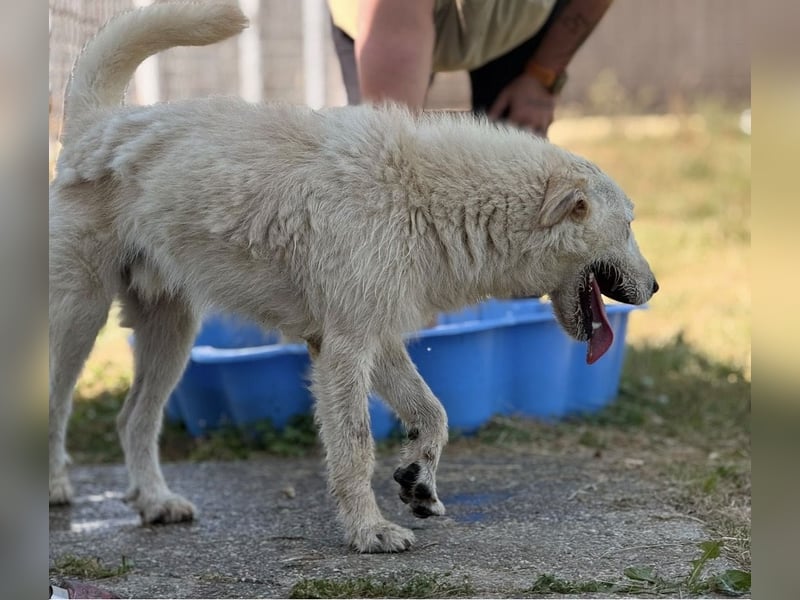 Lion ein sehr freundlicher Rüde