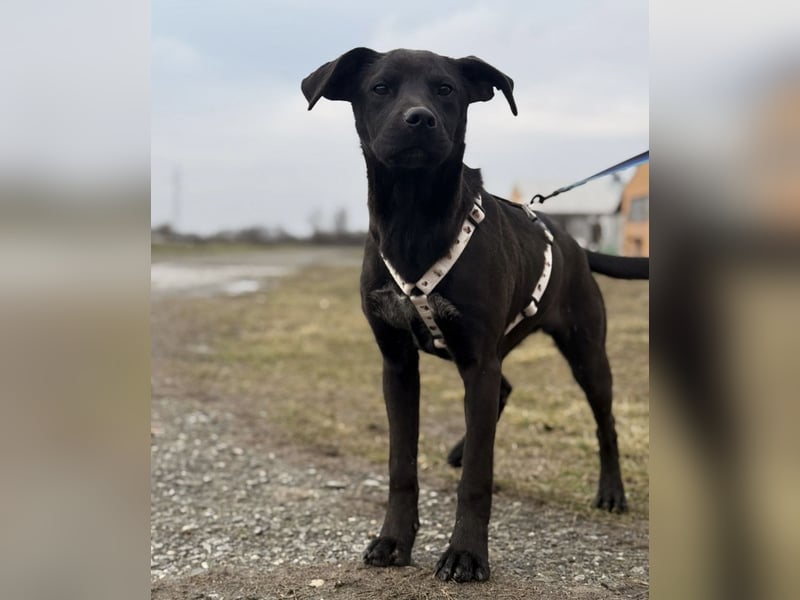 Kana eine sehr elegante Hündin