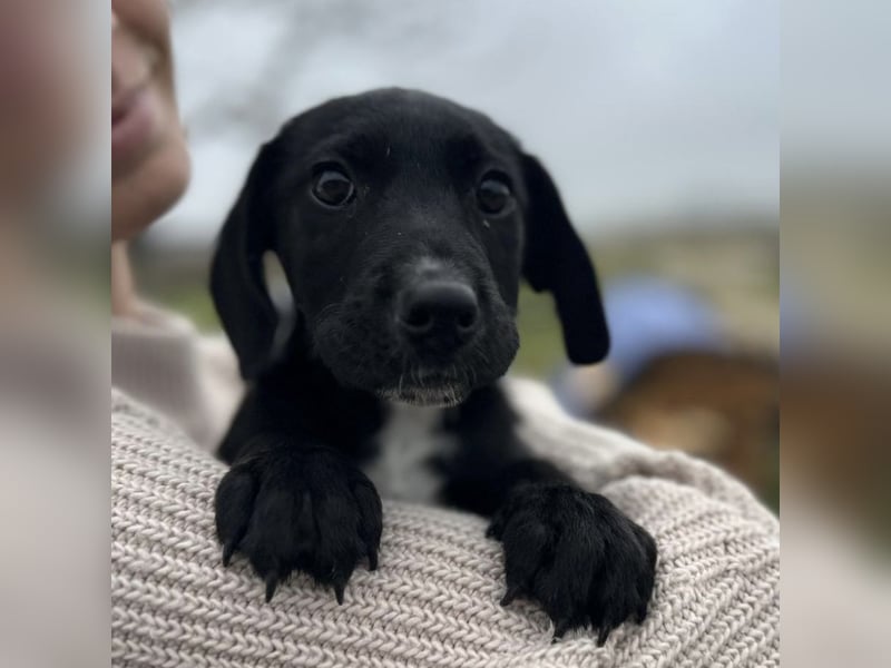 Timon ein kleiner Engel