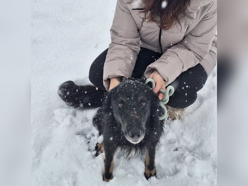 Iris eine wundervolle ruhige Hündin