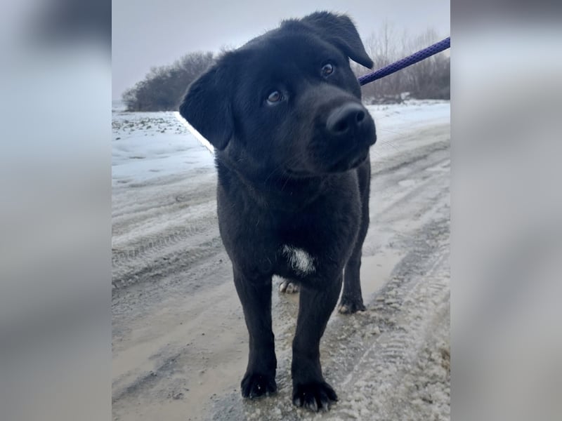 Honda eine wundervolle Hündin