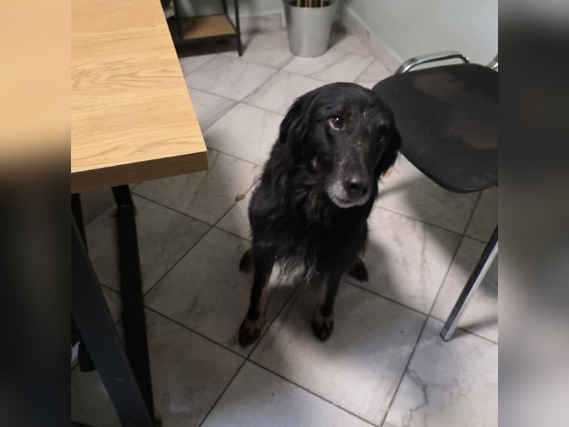 Iris eine wundervolle ruhige Hündin