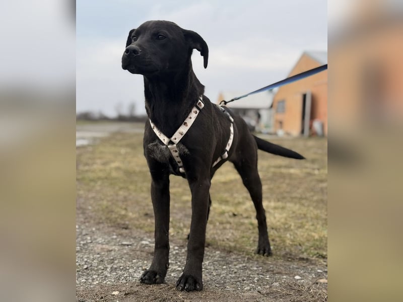 Kana eine sehr elegante Hündin