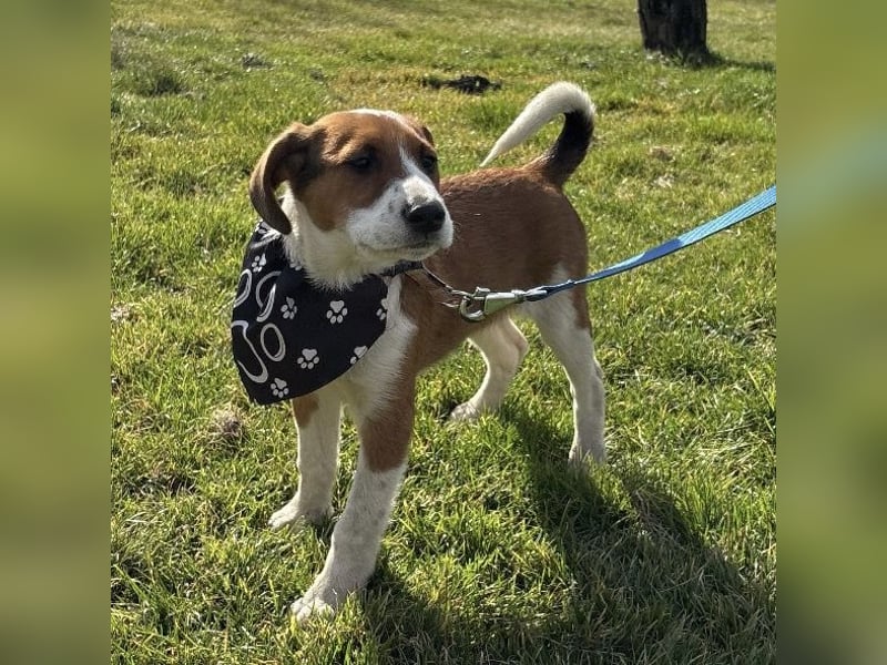 Harti ein lebhafter Hundebub