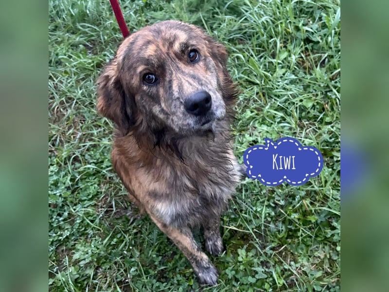 Kiwi ein unglaublich toller sanfter Rüde