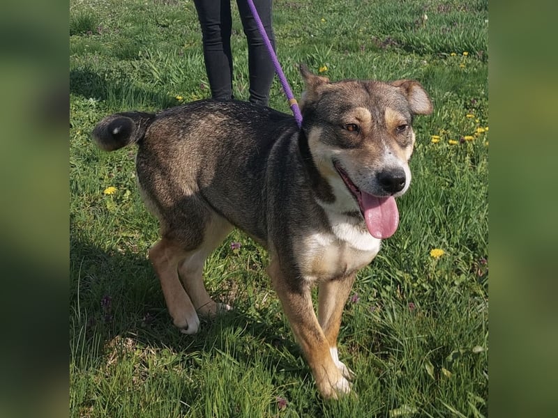 Diwa eine unglaublich liebe Hündin