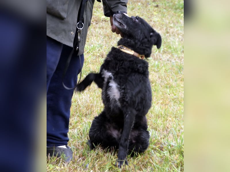 Dante ein Schatz der geliebt werden möchte