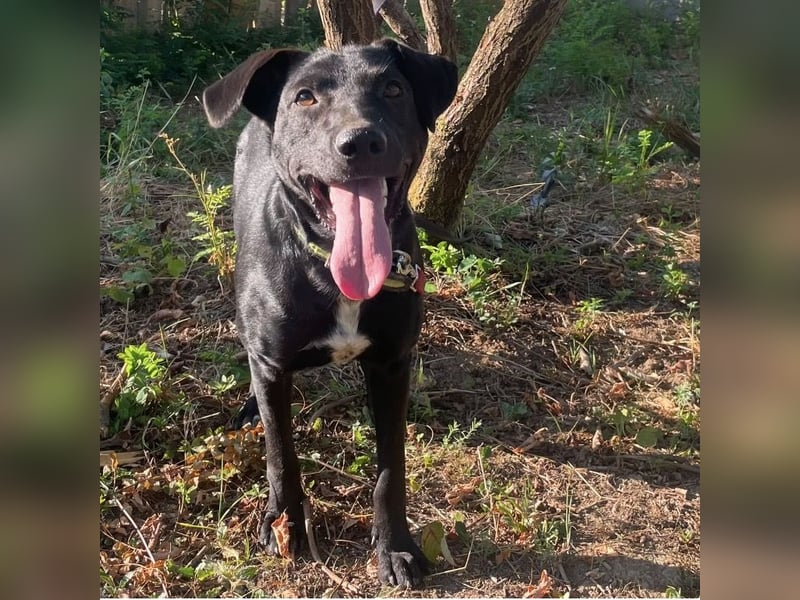 Jerry ein absoluter Traumhund