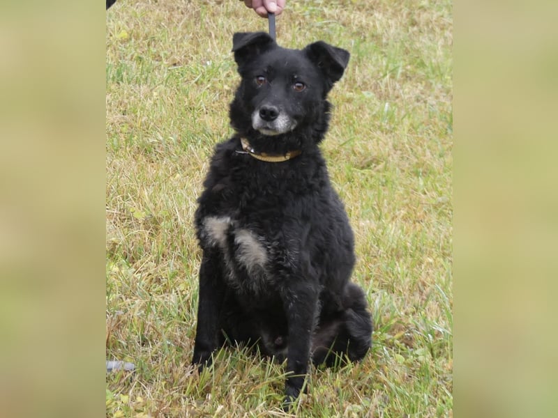 Dante ein Schatz der geliebt werden möchte