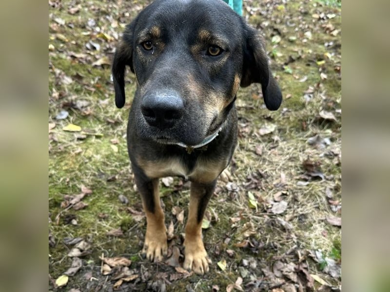 Aska eine Seele vom Hund leidet