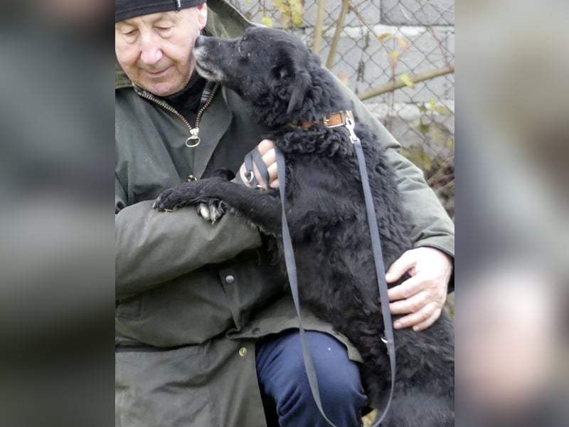 Dante ein Schatz der geliebt werden möchte