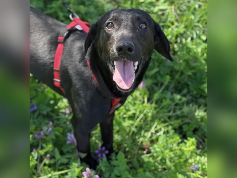 Ravi braucht ein tolles Zuhause