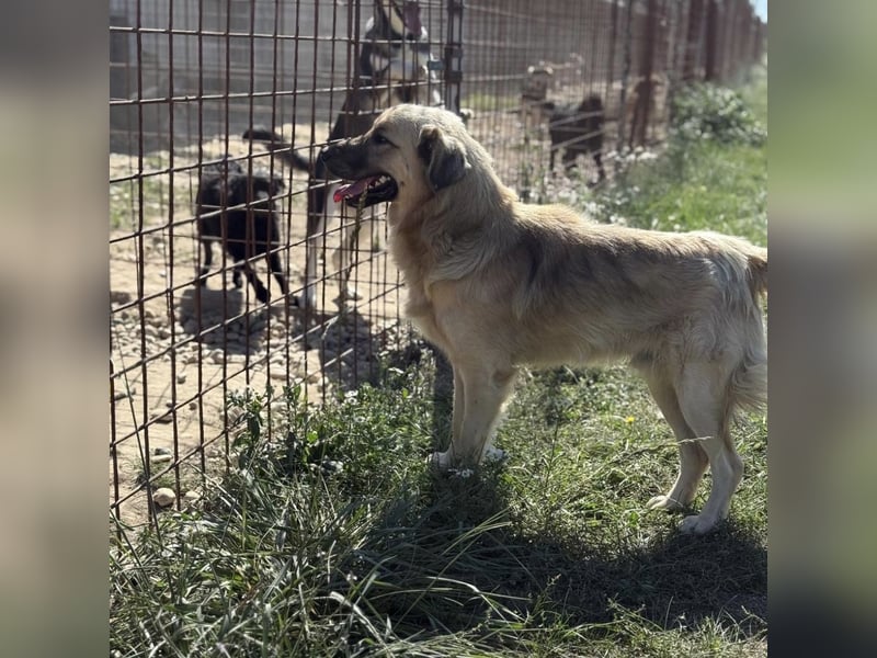 Monty ein toller Rüde