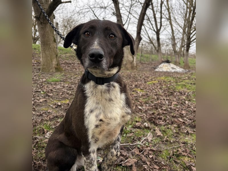 Lenka braucht ein neues Zuhause