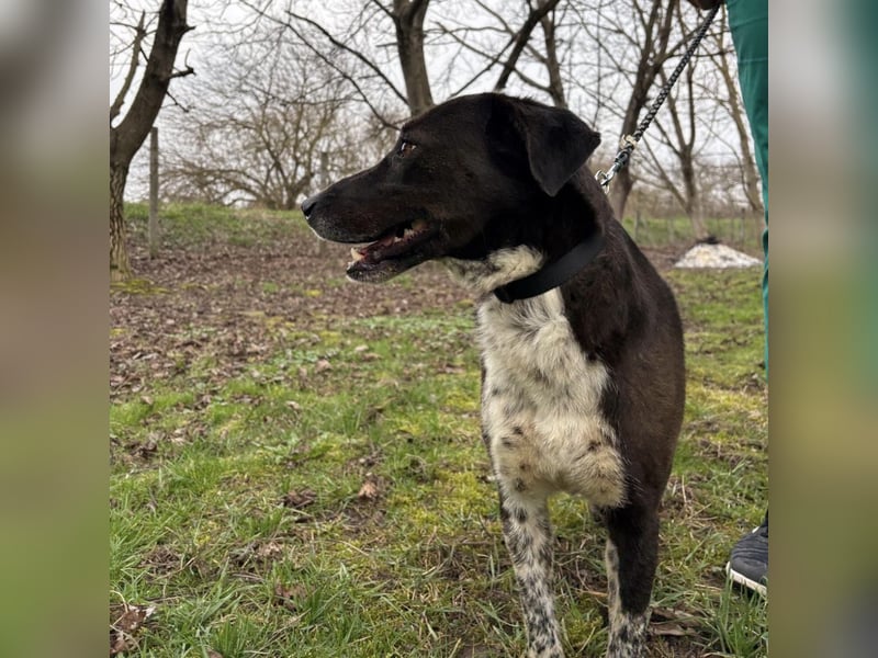 Lenka braucht ein neues Zuhause