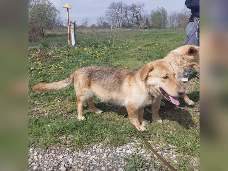 Biscotto- ein absoluter sanfter Traumhund