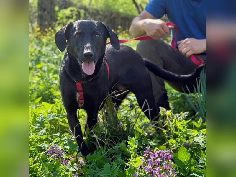 Ravi braucht ein tolles Zuhause