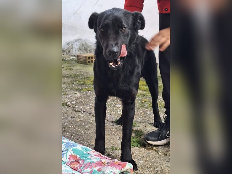 Pan ein sehr freundlicher Rüde