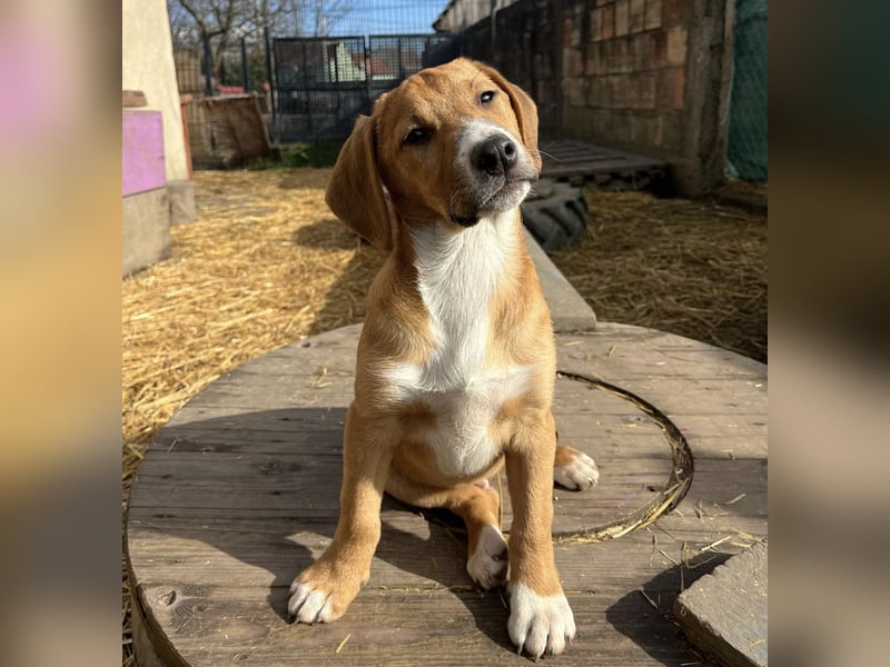 Roli ein sanfter verspielter Hundebub