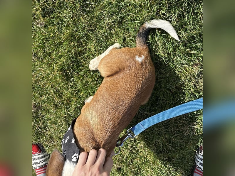 Harti ein lebhafter Hundebub